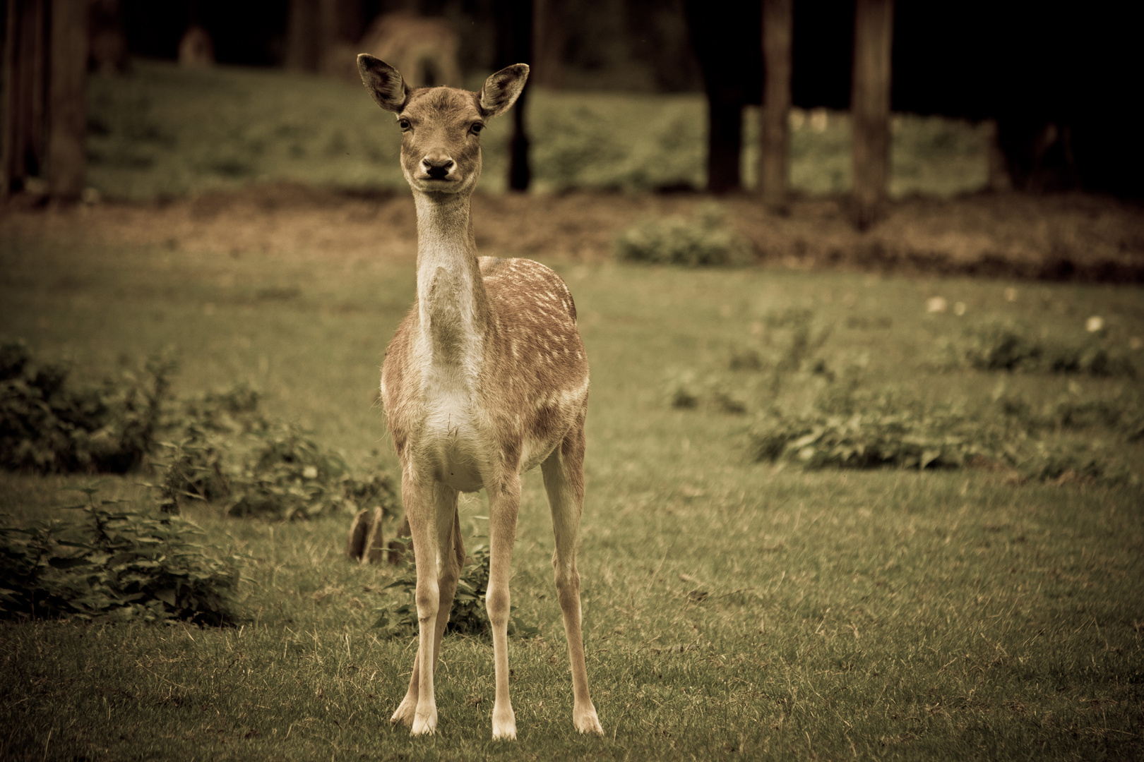 Bambi