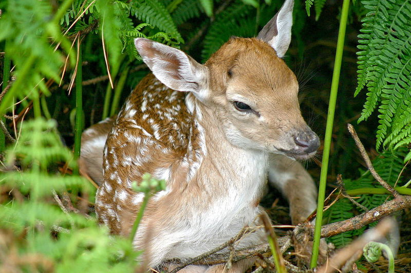 Bambi