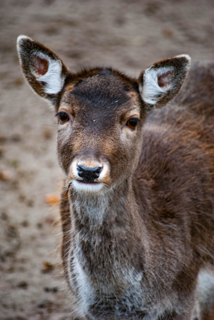 Bambi