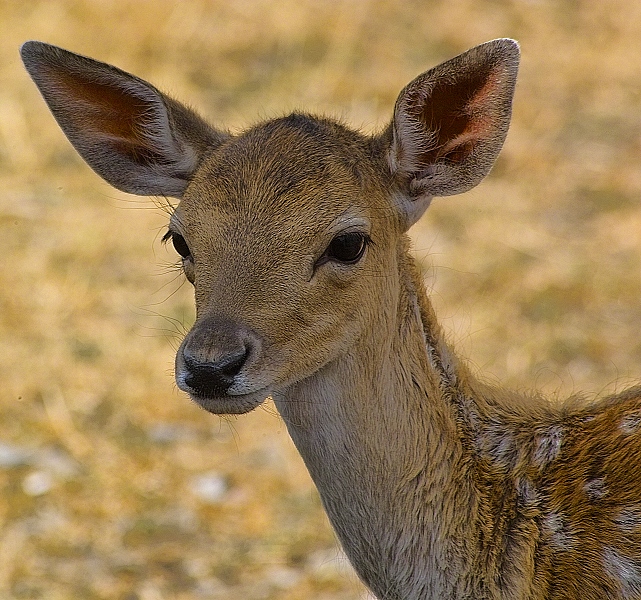 Bambi