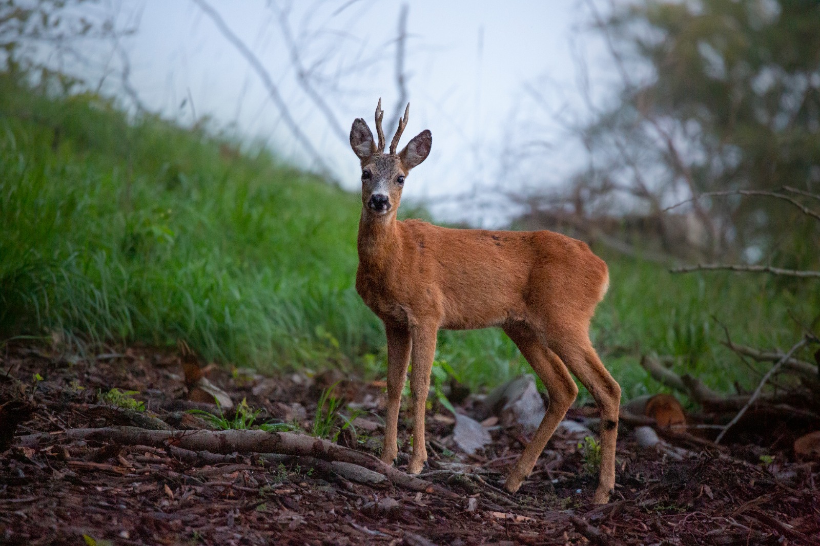 Bambi