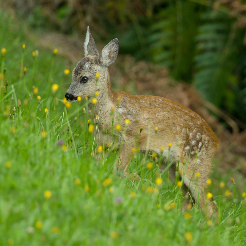 Bambi...