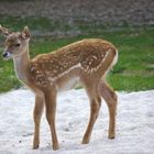 Bambi