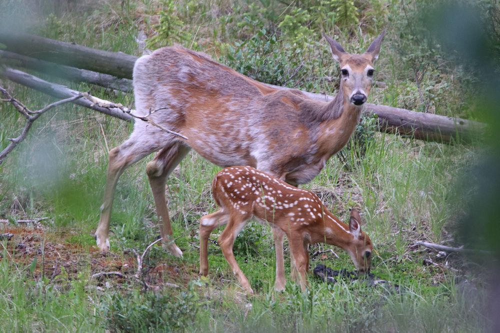 Bambi