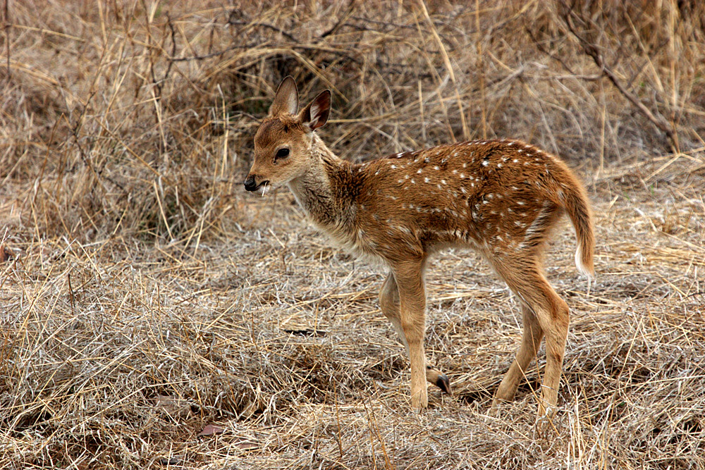 bambi