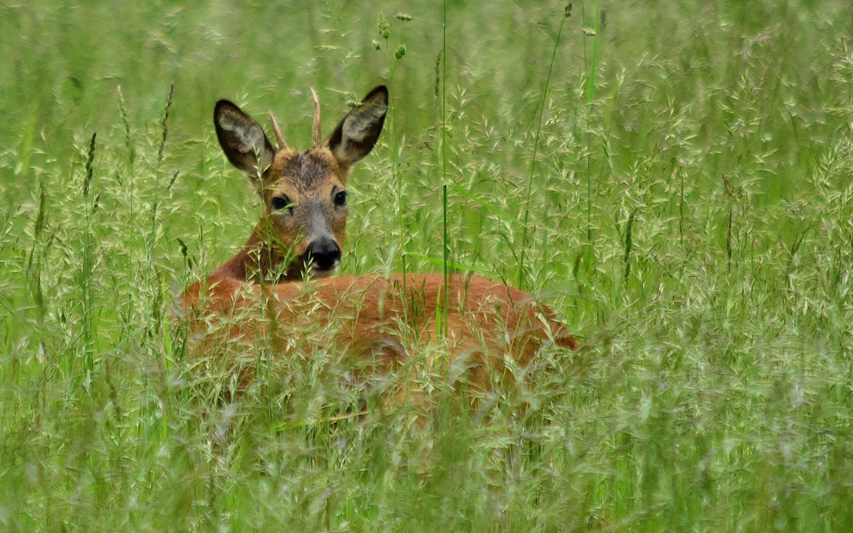 Bambi