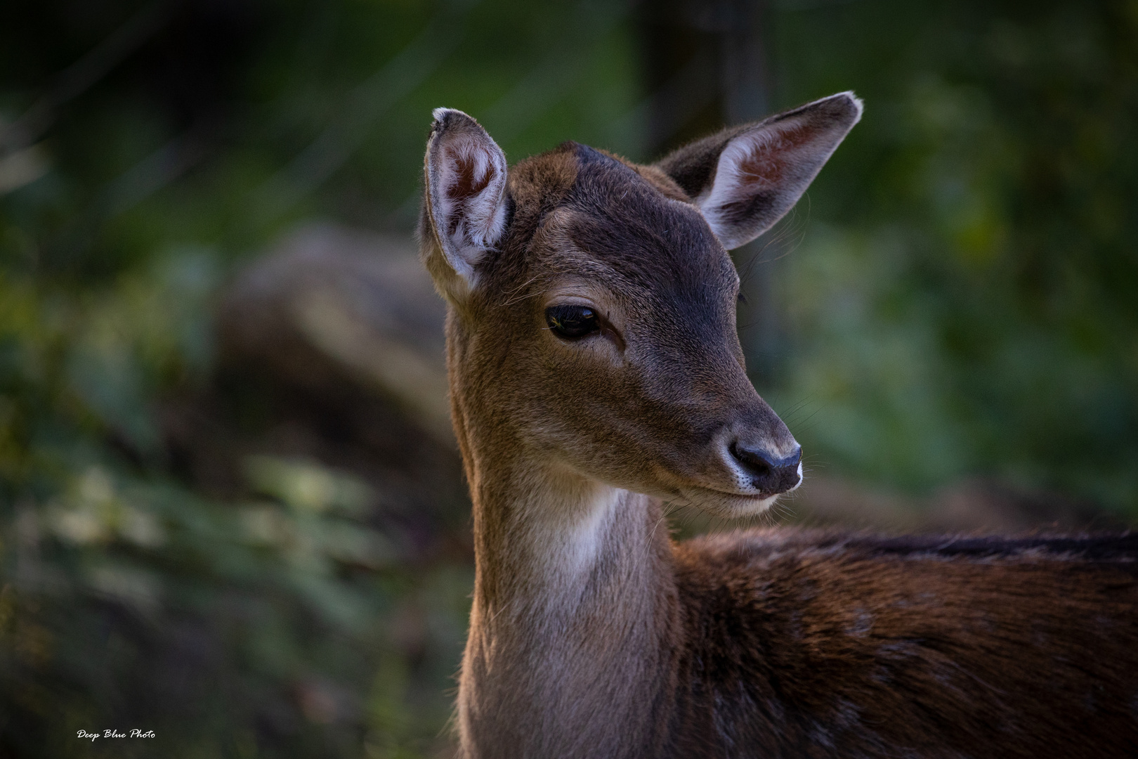 Bambi