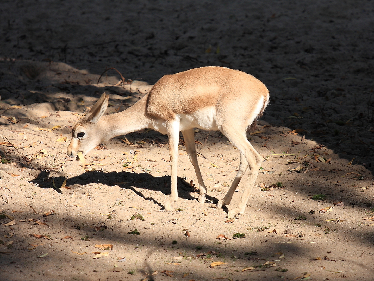 Bambi