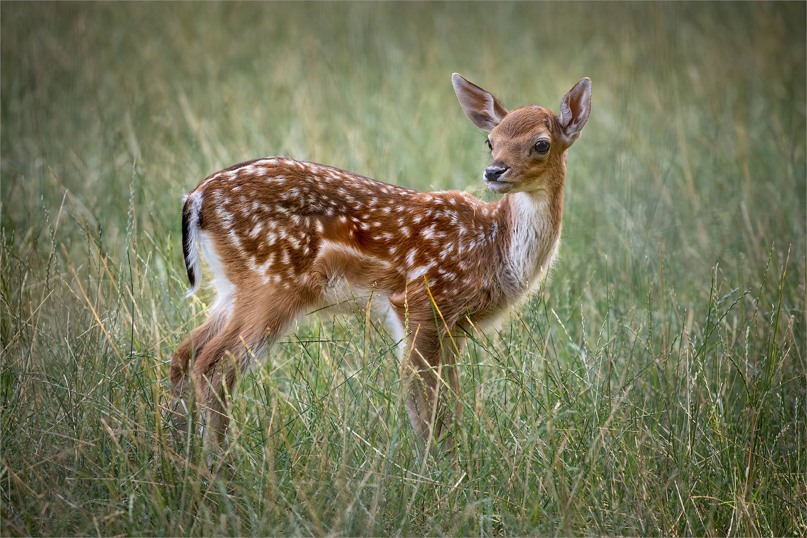 Bambi