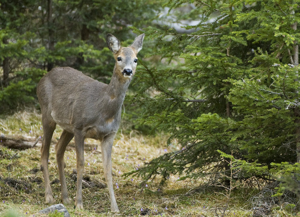 Bambi