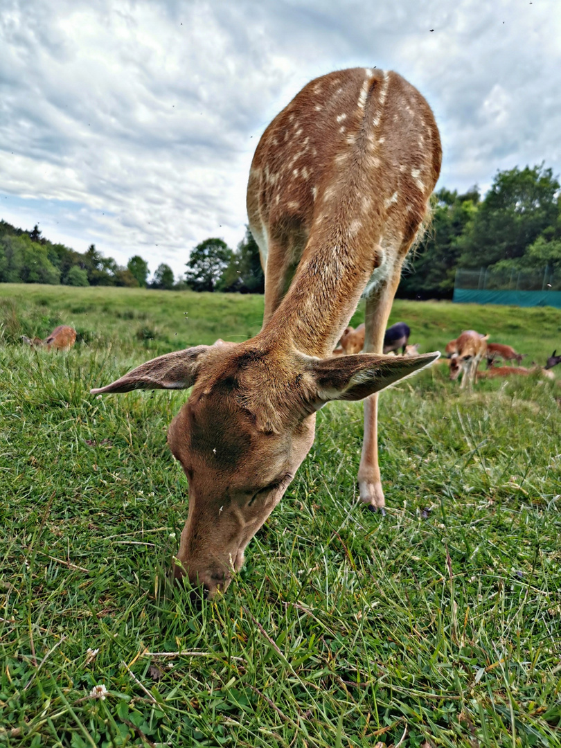 Bambi