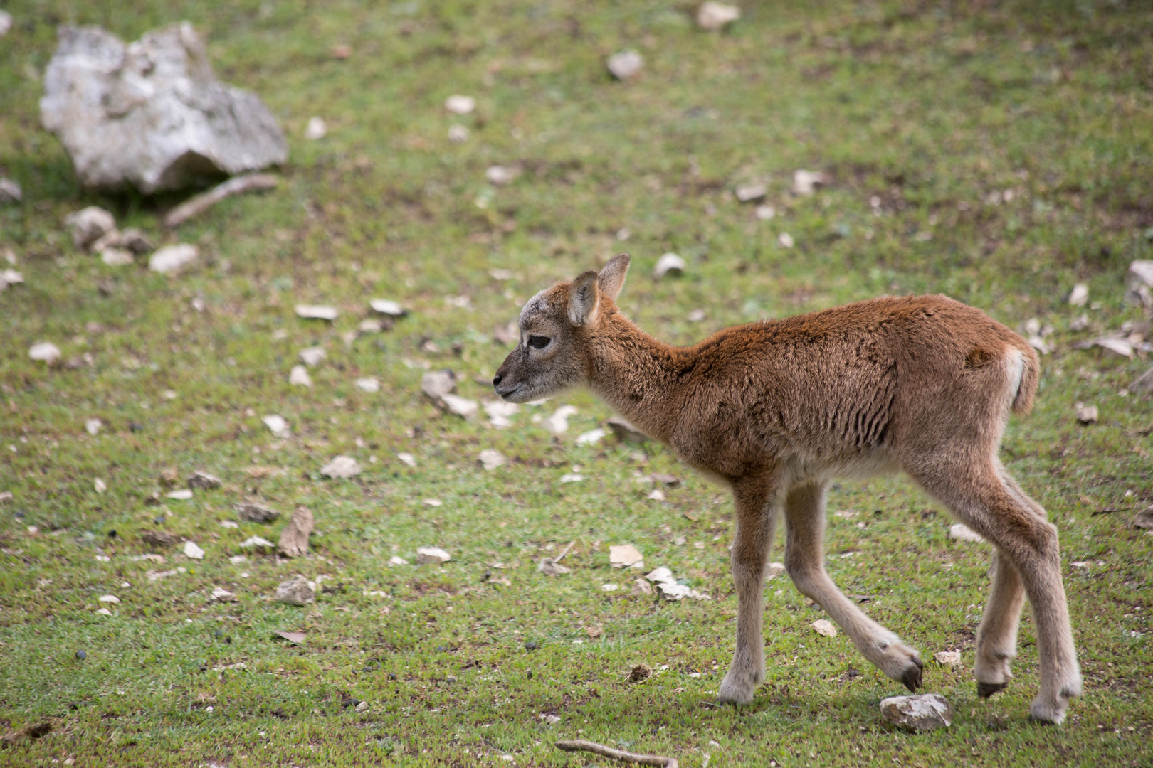 Bambi