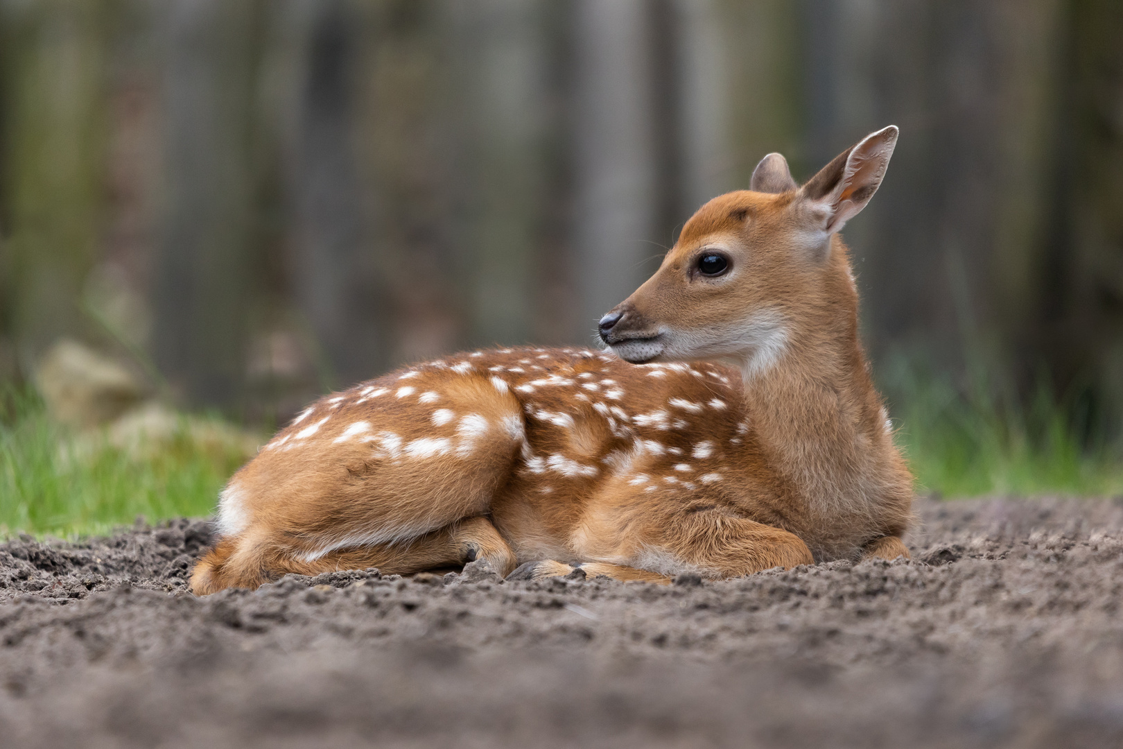 Bambi