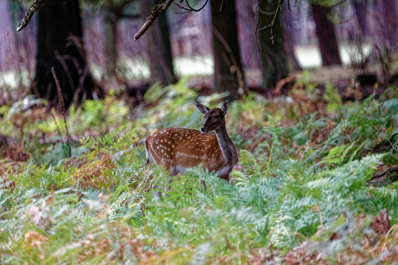 Bambi