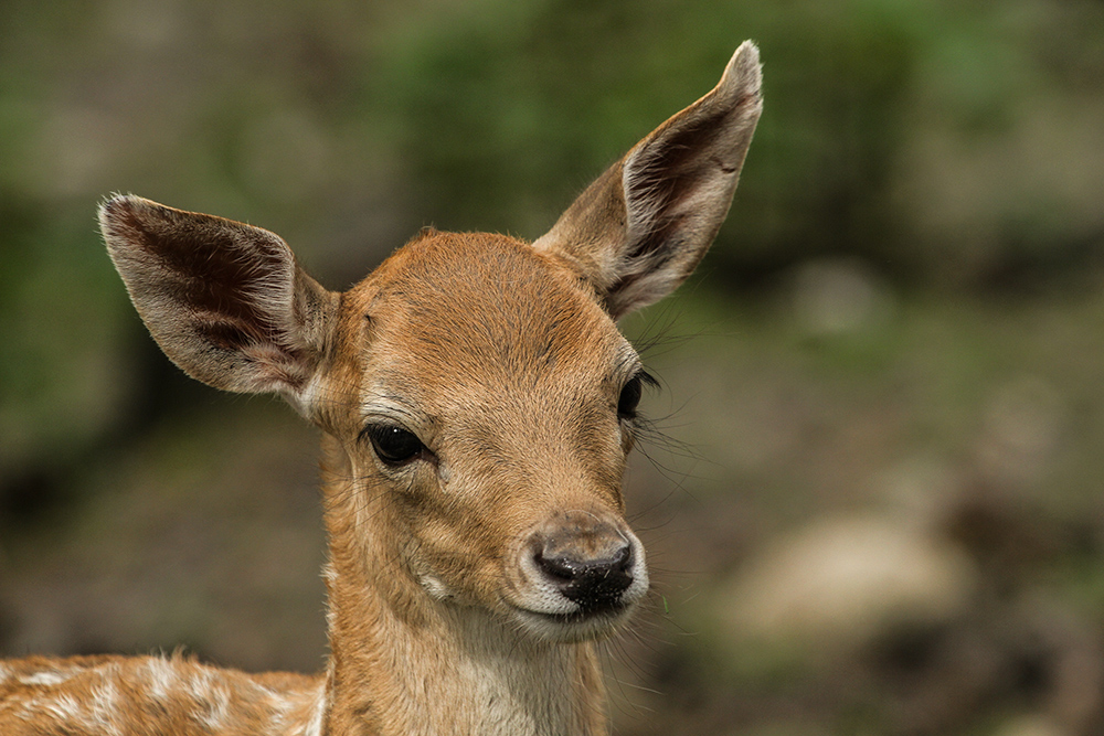 Bambi....