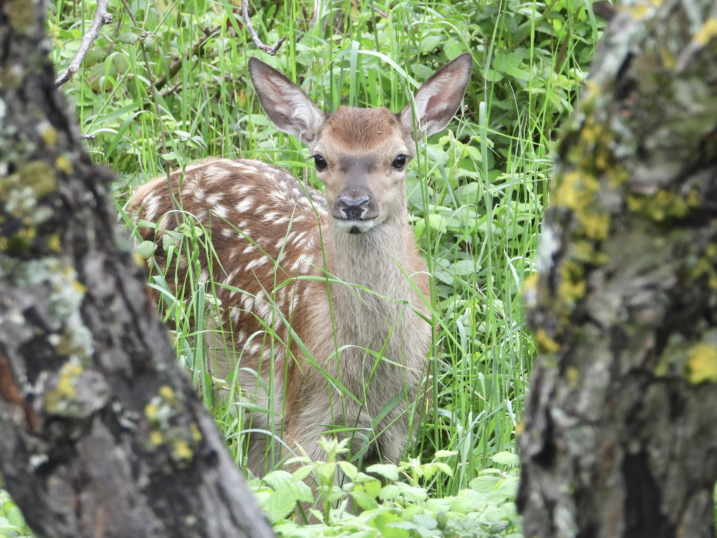 Bambi