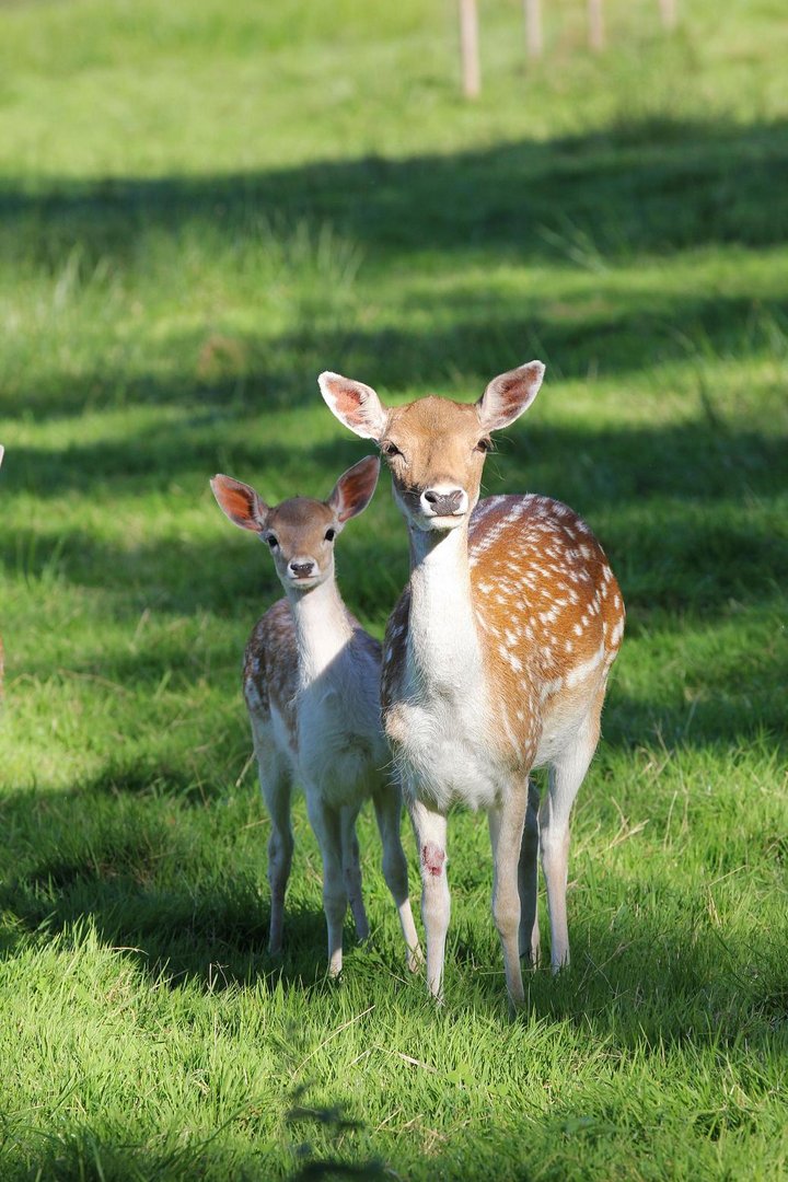 Bambi