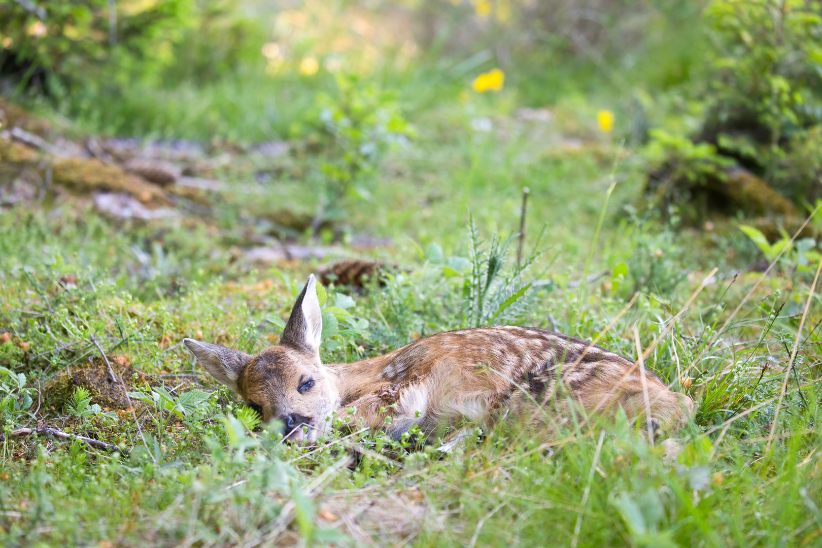 Bambi