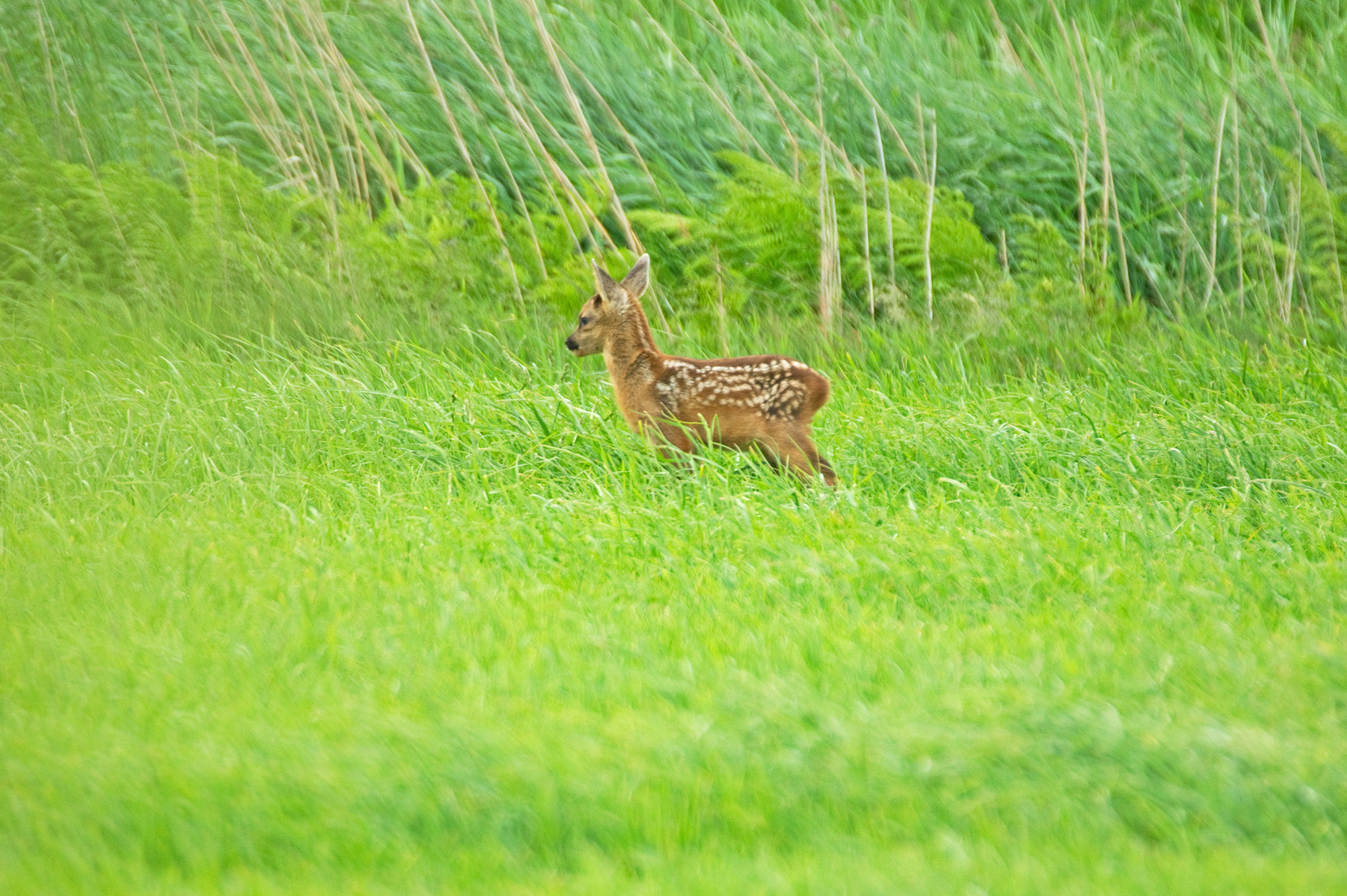 Bambi allein auf weiter Flur - Rehe