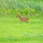 Bambi allein auf weiter Flur - Rehe