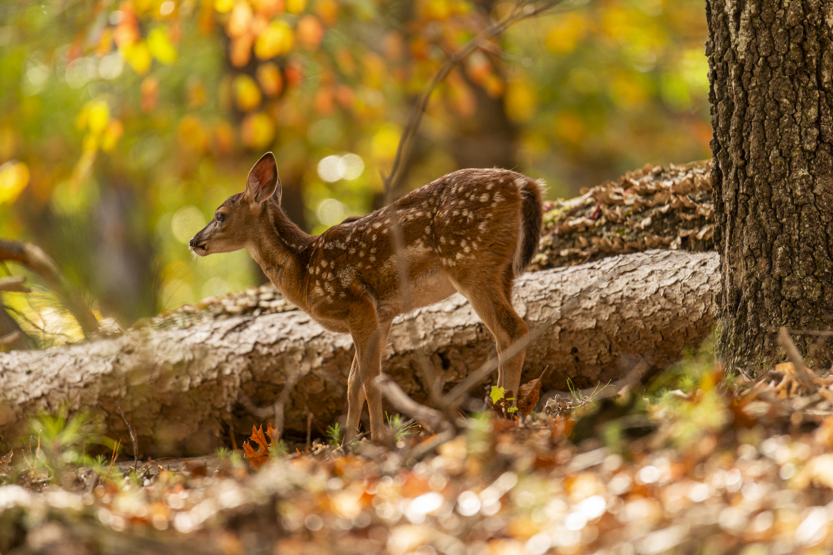 Bambi allein im Wald