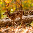 Bambi allein im Wald