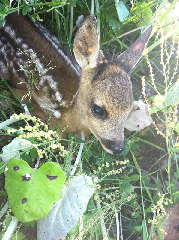 Bambi alleine im Wald