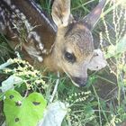 Bambi alleine im Wald