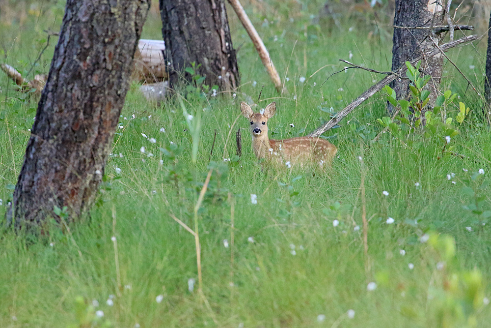 Bambi am frühen Morgen