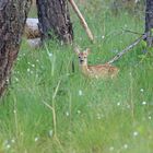 Bambi am frühen Morgen