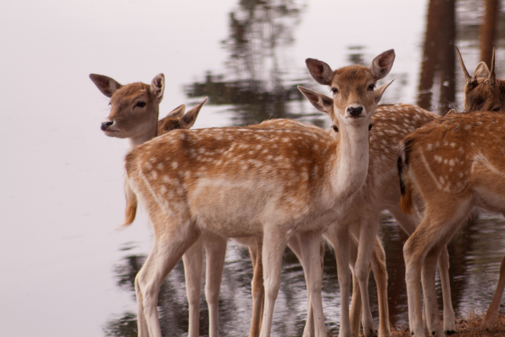 Bambi am See