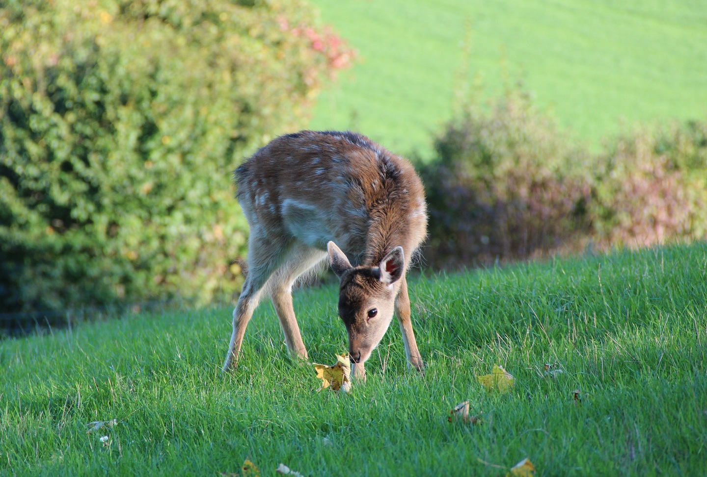 Bambi am Waldrand