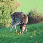 Bambi am Waldrand