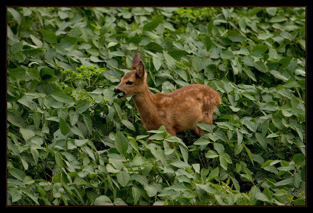 Bambi auf Futtersuche!!!