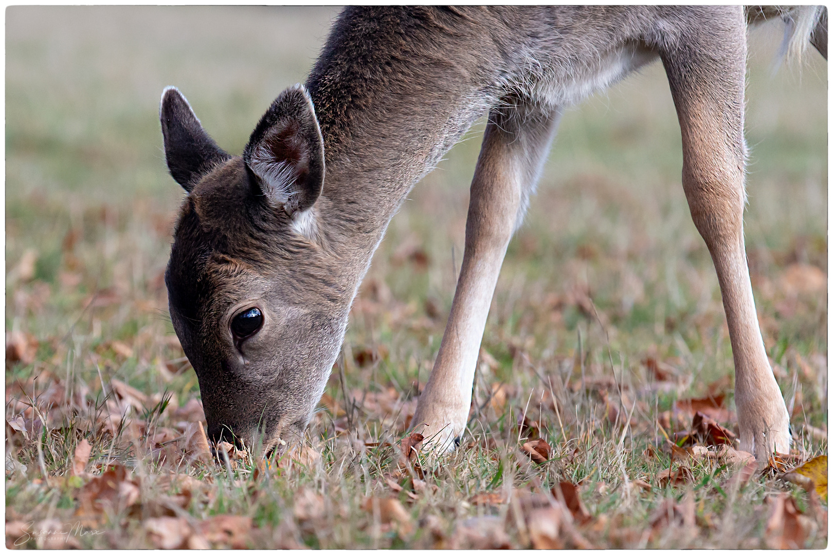 Bambi-Auge