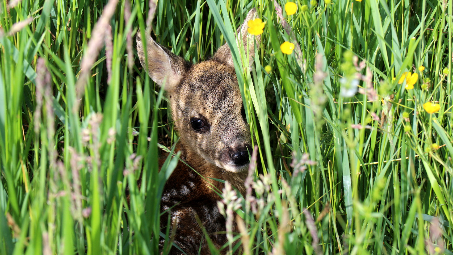 Bambi