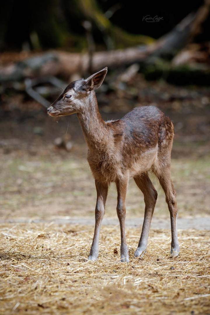 Bambi