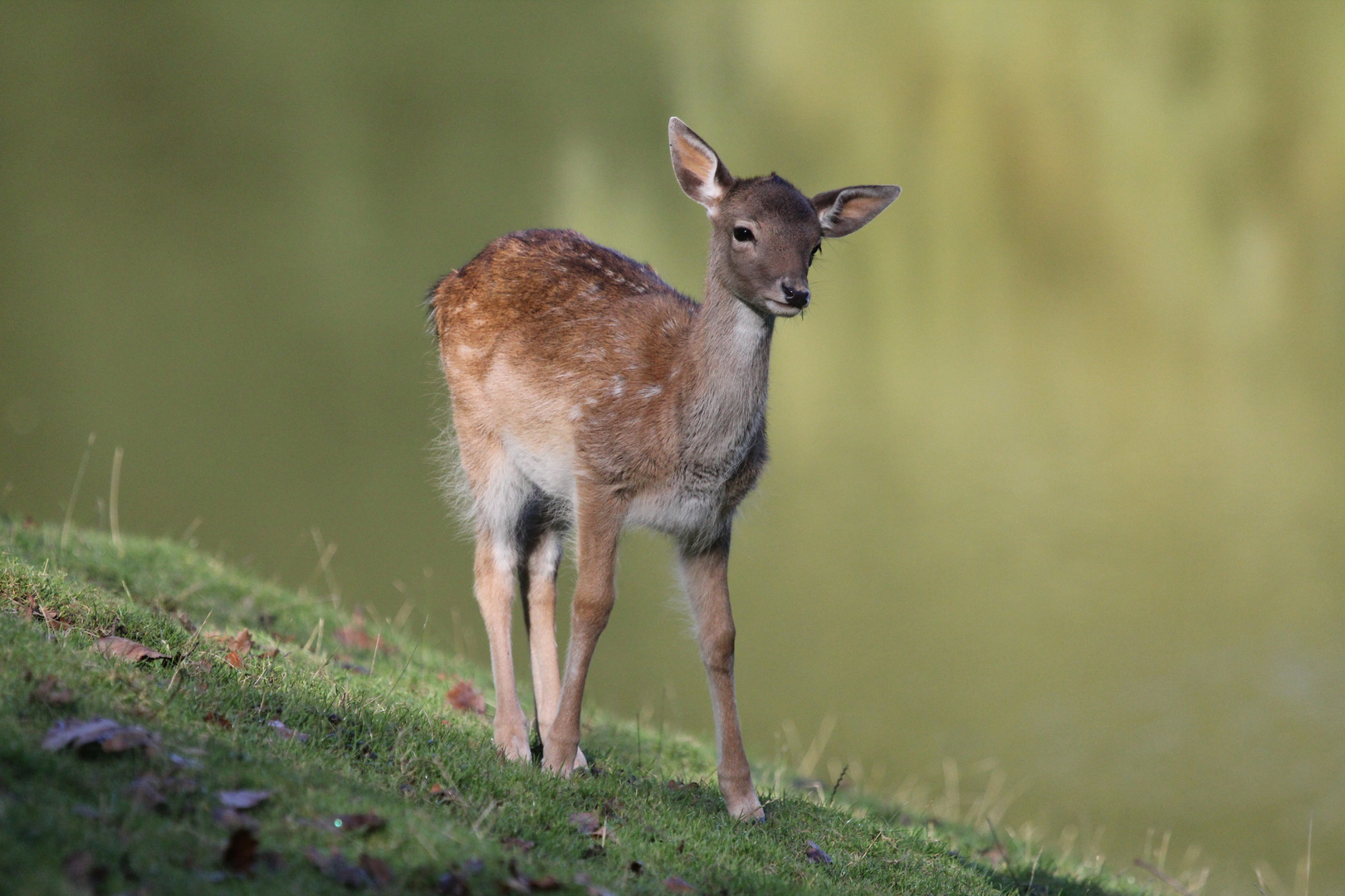 Bambi