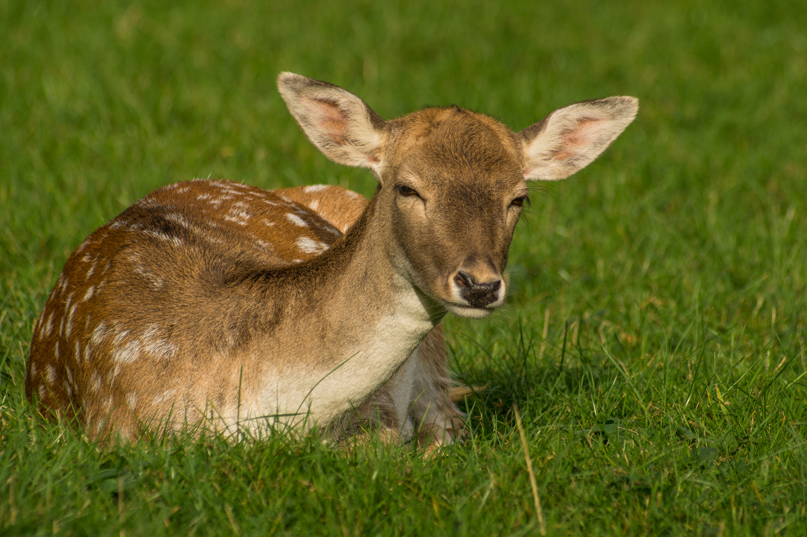 Bambi