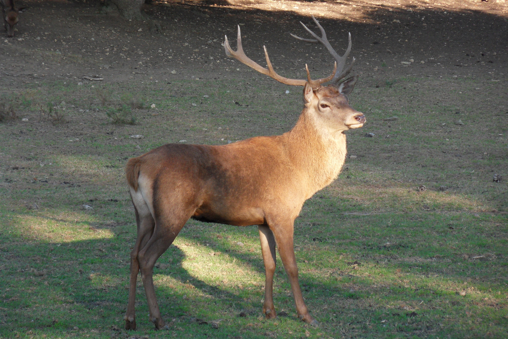 Bambi ,bambi y bien longtemps :)