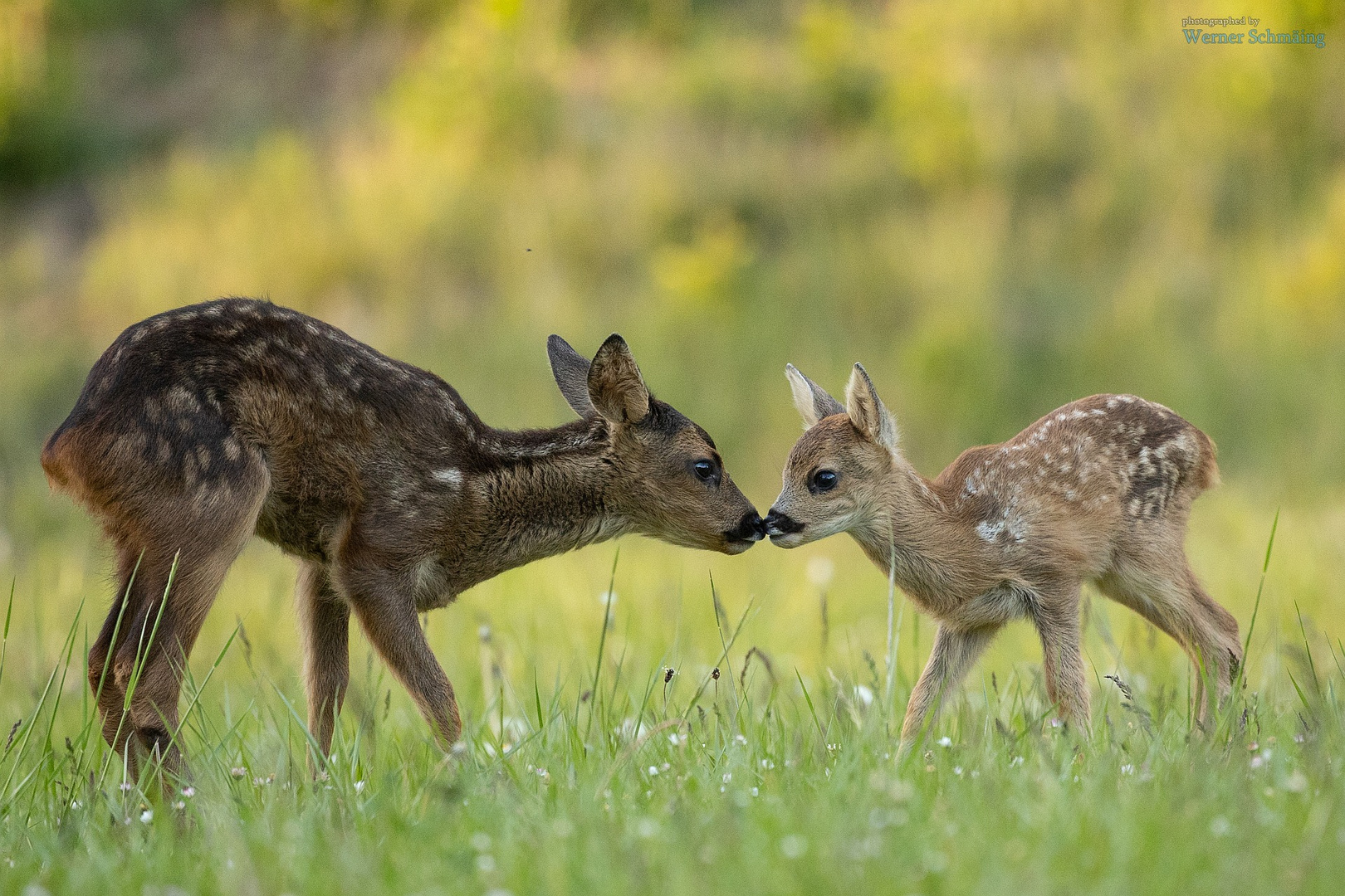 Bambi & Bambina