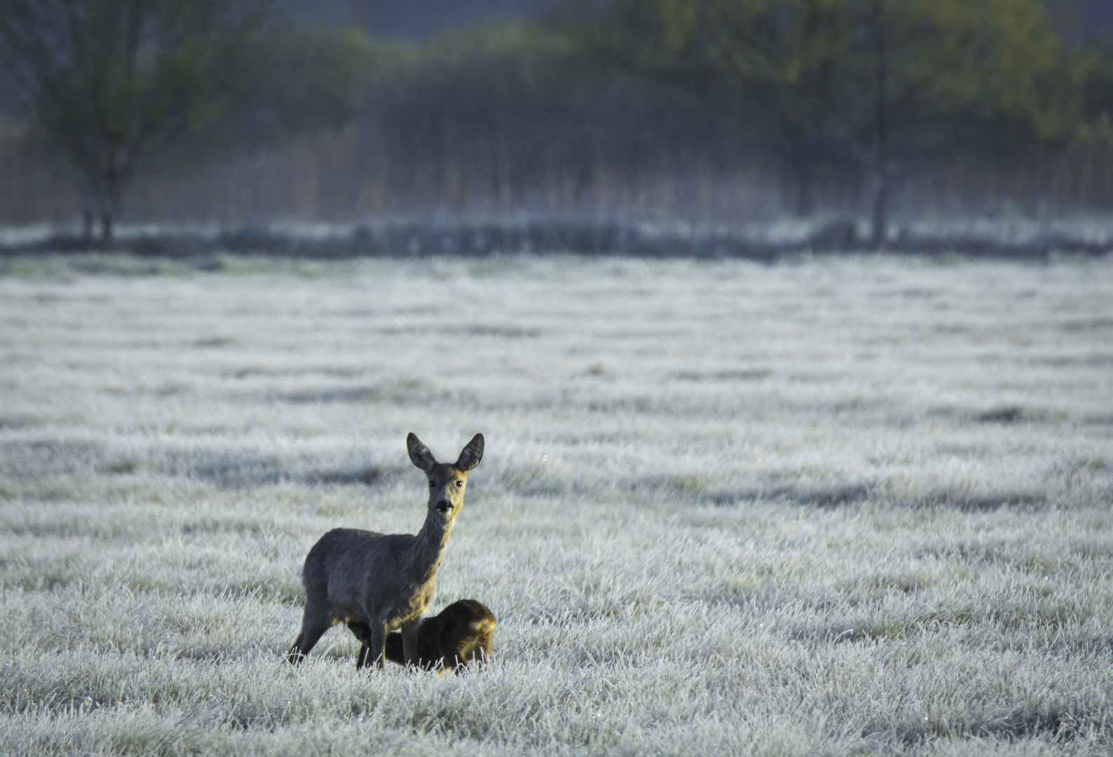 Bambi beim Frühstück