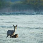 Bambi beim Frühstück