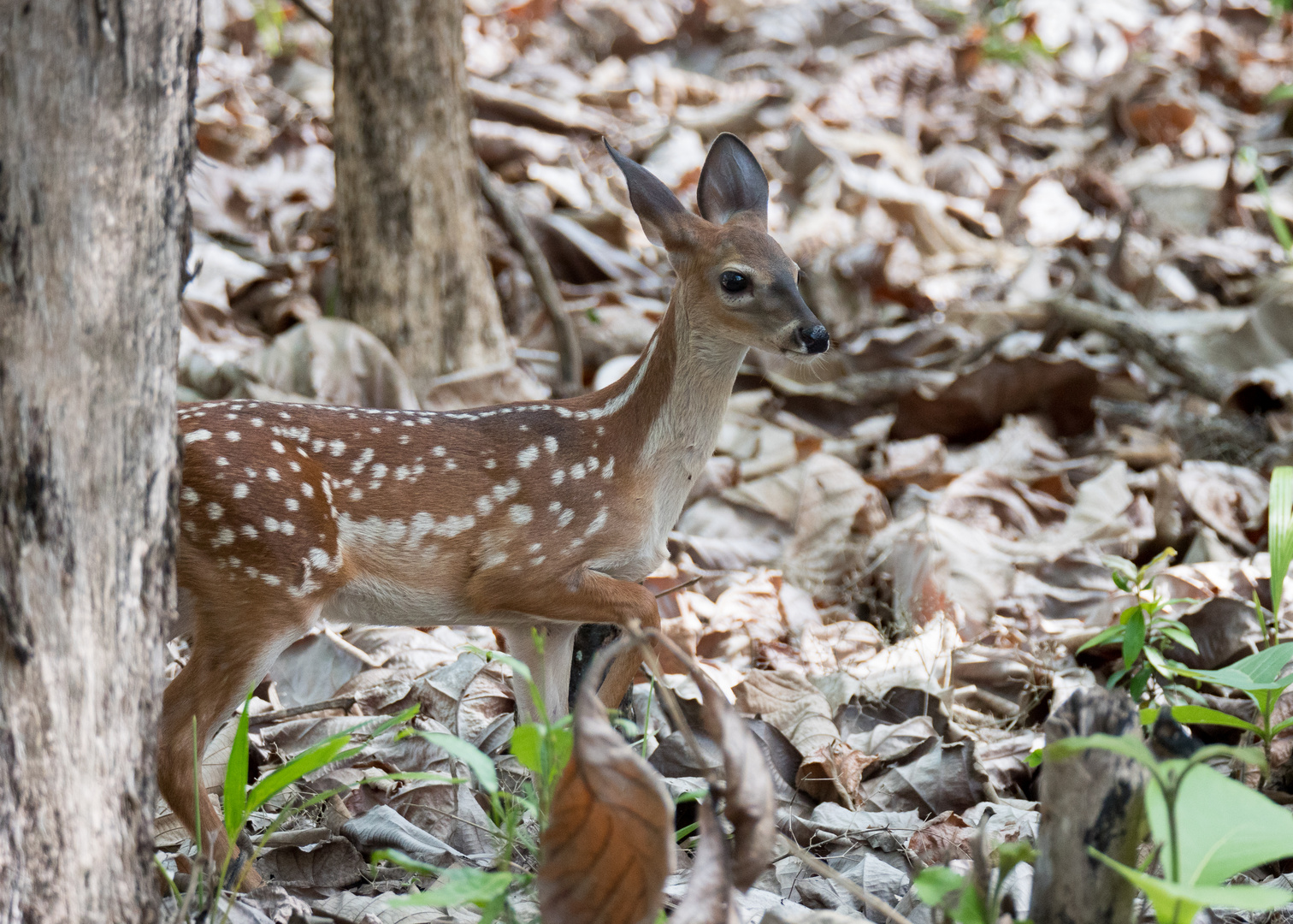 Bambi bricht aus dem Wald