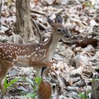 Bambi bricht aus dem Wald