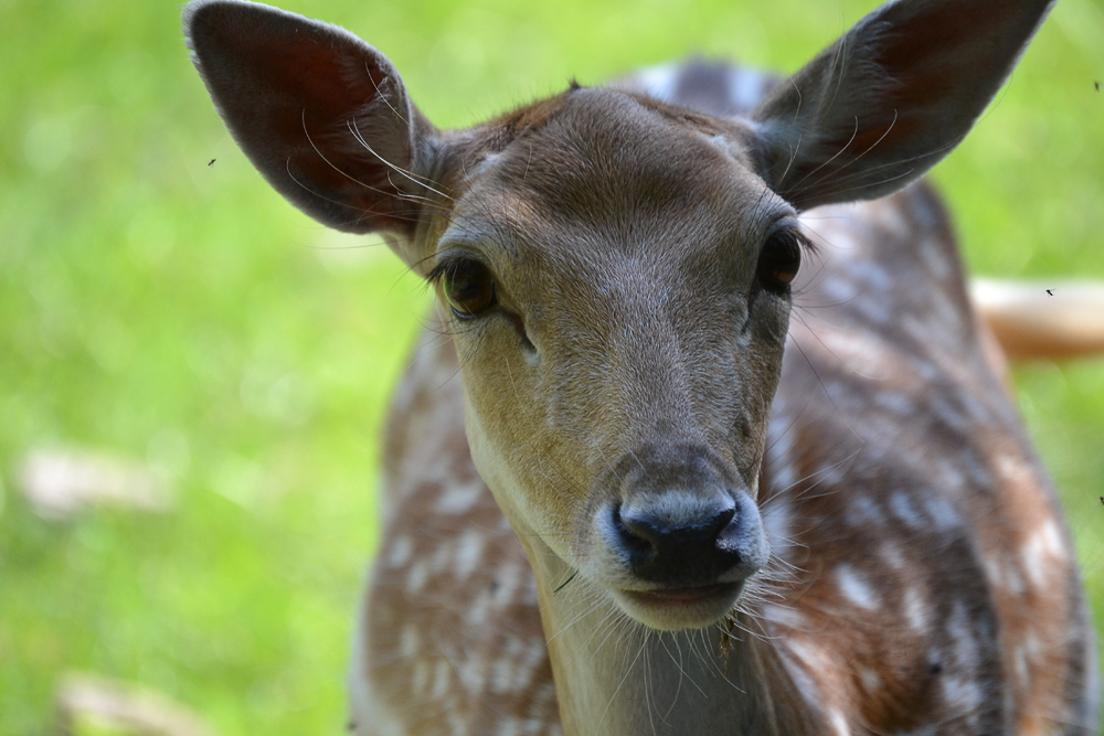 Bambi