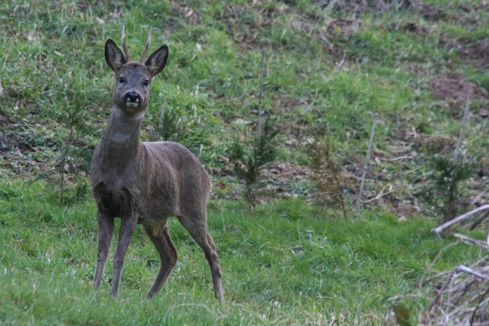 Bambi