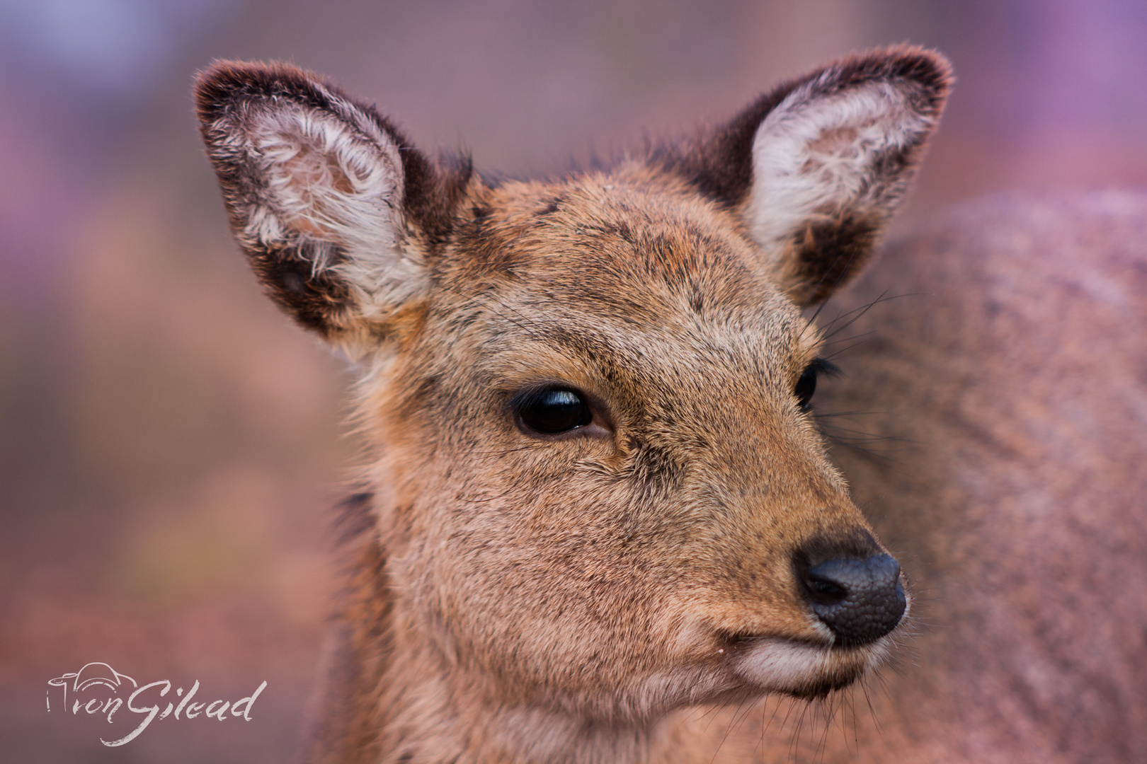 Bambi