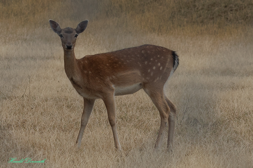 Bambi