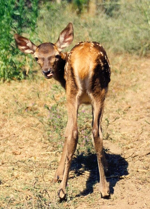 BAMBI- CRIA DE CIERVO- CASTELLAR DE LA FRONTERA